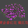 Purple Golden Saffron Flowers Blooming Cluster With Fresh Green Leaves