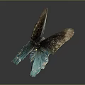 Butterfly with Brown and Teal Iridescent Spread Wings on Dark Background
