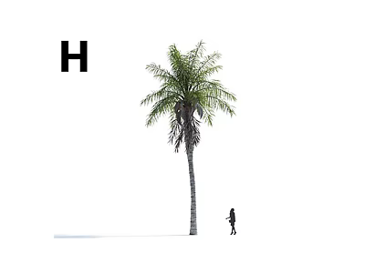 Tall Palm Tree With Small Figure Walking Nearby And Letter H Background 3d model