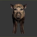 Wild Boar With Thick Brown Fur Standing On Dark Gray Background
