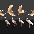 White Egrets Flying And Standing On Black Background With Reflections 3d model