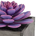 Colorful Succulent Plants in Wooden Square Pots for Indoor Decoration