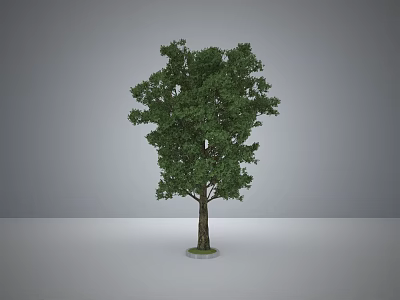 Green Leaf Arbor With Brown Trunk On White Base Against Gray Background 3d model