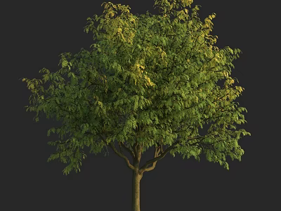 Arbor With Lush Green Leaves And Tall Sturdy Trunk In Natural Setting 3d model