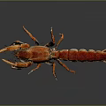 Modern Shrimp Australian Rock Lobster Macrobrachium monochrome lobster Procambarus clarkii 3d model