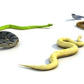 Many snakes. 3d model