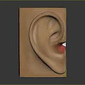 Human Ear Anatomy Detailed 3D View Showing External Middle Inner Structures And Colored Layers 3d model