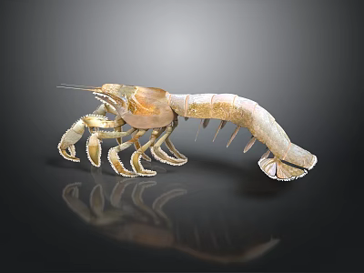3D Rendered Light Colored Shrimp With Shiny Exoskeleton On Dark Background 3d model