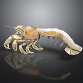 3D Rendered Light Colored Shrimp With Shiny Exoskeleton On Dark Background