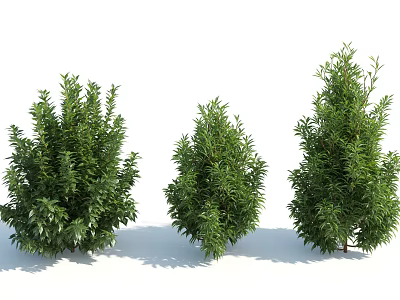 Modern Shrubs Garden Shrubs 3d model