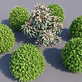 Ball Shaped Green Landscape Shrubs With Central Variegated Foliage Cluster Design