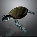 Vibrant Sea Turtle With Brown Patterned Shell And Blue Green Flippers Displaying Intricate Texture 3d model