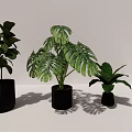Bonsai Potted Plants With Various Green Leaves In Black Pots For Modern Indoor Decor