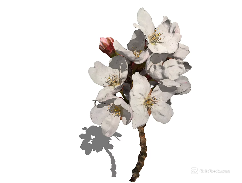 Beautiful White Cherry Blossoms With Blooming Flowers And a Bud On White Background 3d model 