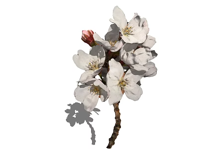 Beautiful White Cherry Blossoms With Blooming Flowers And a Bud On White Background 3d model