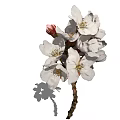Beautiful White Cherry Blossoms With Blooming Flowers And a Bud On White Background