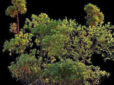 Lush Green Shrubs With Vibrant Foliage And Dense Branches In Natural Garden Setting 3d model