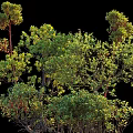 Lush Green Shrubs With Vibrant Foliage And Dense Branches In Natural Garden Setting