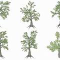 Various Arbor Trees With Green Foliage And Diverse Trunk Shapes 3d model