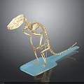 Animal Skeleton Organ Model With Hair Sample Display On Blue Base For Study