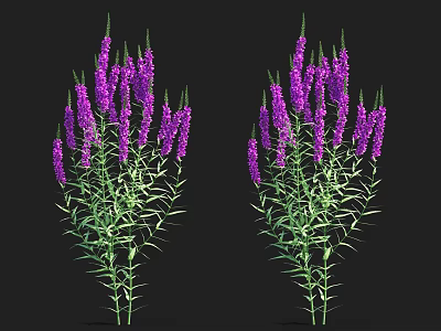 Vibrant Aquatic Plants With Purple Flowers And Green Stems Leaves 3d model