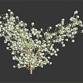 Fresh Baby's Breath Plant Featuring Small White Flowers Against Dark Background With Reflection