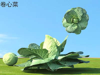 Fresh Green Cabbage Plants With Lush Leaves In Outdoor Garden Scene 3d model