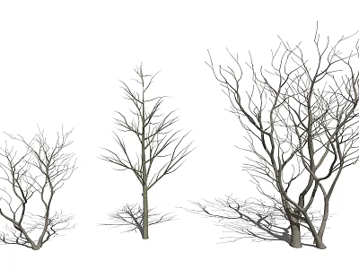 Three Deciduous Arbor Trees With Leafless Branches And Strong Trunks 3d model