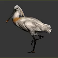 White Bird With Orange Chest And Long Black Beak Standing On Dark Background