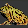 Frog Poison Frog Game Frog Reptile Cold Blooded Animal Reptile 3d model