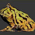 Frog Frog Frog Poison Frog Game Frog Reptile Cold Blooded Animal Reptile Reptile 3d model