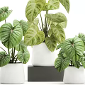 Stylish Indoor Garden Decor With Variegated Leafy Plants In White Ceramic Pots