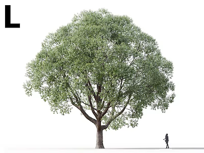 Large Tree with Lush Green Canopy and Thick Trunk Person Standing Nearby 3d model