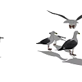 Group of Seagulls Some Flying and Others Standing on White Background