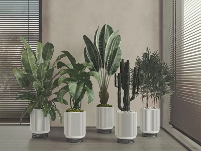 Indoor Potted Plants With Various Greenery In White Pots And Black Bases Near Window Blinds 3d model