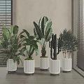Indoor Potted Plants With Various Greenery In White Pots And Black Bases Near Window Blinds