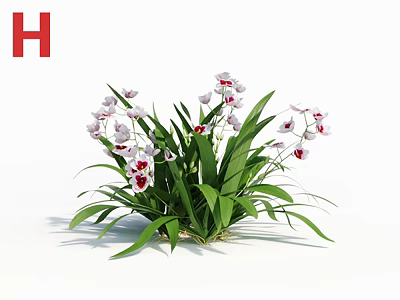 Elegant White and Pink Orchids with Lush Green Leaves in Potted Arrangement 3d model