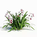 Elegant White and Pink Orchids with Lush Green Leaves in Potted Arrangement