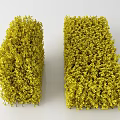 Pair of Lush Yellow Decorative Shrubs Trimmed For Garden Landscape Design