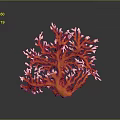 Vibrant Orange And White Branching Marine Coral Structure In Underwater Scene