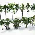 Diverse Tropical Trees Collection Featuring Various Species Different Heights And Diverse Forms