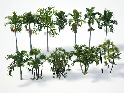 Diverse Tropical Trees Collection Featuring Various Species Different Heights And Diverse Forms 3d model