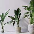Various Indoor Potted Plants Featuring Large Green Leaves In Decorative Pots