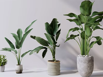 Various Indoor Potted Plants Featuring Large Green Leaves In Decorative Pots 3d model