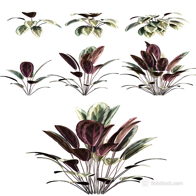 Colorful Foliage Houseplants With Purple And Green Leaves For Home Decor 3d model 