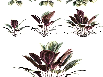 Colorful Foliage Houseplants With Purple And Green Leaves For Home Decor 3d model