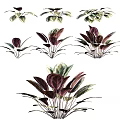 Colorful Foliage Houseplants With Purple And Green Leaves For Home Decor