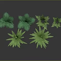 Green Fern Plant Decor Elements With Different Leaf Shapes And Sizes