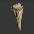 Detailed Animal Skull Specimen Featuring Natural Bone Structure And Scientific Anatomical Traits