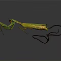 Green Praying Mantis With Long Legs And Curved Tail On Dark Background